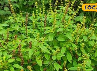 Tulsi Benefits: तुलसी का धार्मिक महत्व, व्यक्ति के सौभाग्य में करता है वृद्धि, जानें चमत्कारी लाभ