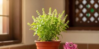 Tulsi plant Vastu tips। तुलसी से जुड़े वास्तु के सरल उपाय