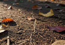 Vastu tips for business growth। व्यापार बढ़ाने के वास्तु उपाय