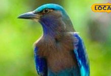 Vijaya Dashami: दशमी के दिन दिख जाए यह पक्षी, तो बदलने लगेगी किस्मत.. मिलेगा कुबेर का खजाना!