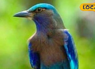 Vijaya Dashami: दशमी के दिन दिख जाए यह पक्षी, तो बदलने लगेगी किस्मत.. मिलेगा कुबेर का खजाना!