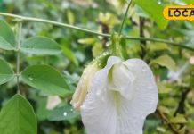 गैस-कब्ज का रामबाण इलाज! कहीं मिल जाए इस सफेद फूल का पेड़ तो सुबह चबा लें पत्तियां, फिर नहीं होंगे परेशान