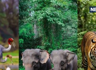 South India Hidden Wildlife Sanctuaries: साउथ इंडिया के 5 वाइल्डलाइफ सेंचुरी, जो एडवेंचर और नेचर लवर्स के लिए हैं परफेक्ट!