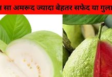 कौन सा अमरूद ज्यादा बेहतर सफेद या गुलाबी? एक्सपर्ट ने बताए इनके हैरान कर देने वाले फायदे!
