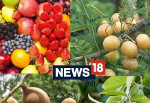 ये 3 फल हैं सबसे ताकतवर, इनका पाउडर बीमारियों का बन जाता है काल, एम्स के डॉक्टरों ने भी माना रामबाण three magical fruits in ayurveda amla harad baheda health benefits trifala use