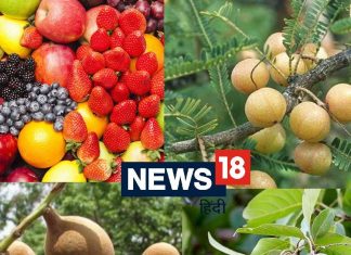 ये 3 फल हैं सबसे ताकतवर, इनका पाउडर बीमारियों का बन जाता है काल, एम्स के डॉक्टरों ने भी माना रामबाण three magical fruits in ayurveda amla harad baheda health benefits trifala use