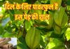 How arjuna bark is good for heart health: हार्ट के लिए वरदान है अर्जुन वृक्ष की छाल, ऐसे करें सेवन