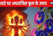 dussehra 2025 aparajita flower remedies dussehra par Aparajita phool ke tantrik upay | सुख-समृद्धि और विजय प्राप्ति के लिए दशहरे पर जरूर करें अपराजिता फूल के तांत्रिक उपाय