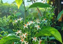 समुद्र से निकले 14 रत्न में से एक पारिजात वृक्ष, बेहद रोचक है इसके पृथ्वी पर आने की कथा, सत्यभामा से है संबंध