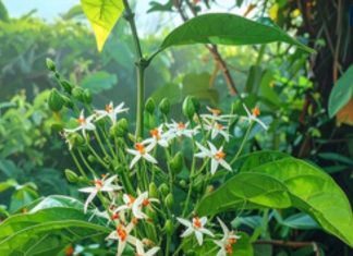 समुद्र से निकले 14 रत्न में से एक पारिजात वृक्ष, बेहद रोचक है इसके पृथ्वी पर आने की कथा, सत्यभामा से है संबंध