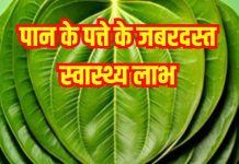 Paan Ke Patta Ke Fayde: पाने के पत्ते के स्वास्थ्य लाभ और इस्तेमाल का तरीका