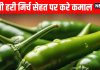 Hari mirch khane ke fayde: हरी मिर्च खाने के 5 फायदे लेकिन ये लोग बिल्कुल न खाएं