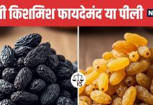 Black Raisins vs Yellow Raisins Which is better for health | सेहत के लिए काली किशमिश ज्यादा फायदेमंद या पीली किशमिश