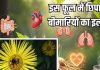 फूल नहीं… इसे जड़ी-बूटी कहिए जनाब! दर्द और सूजन घटाने में रामबाण, ऐसे करेंगे सेवन खत्म हो जाएंगे रोग