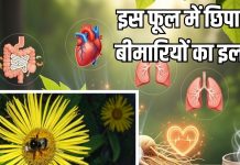 फूल नहीं… इसे जड़ी-बूटी कहिए जनाब! दर्द और सूजन घटाने में रामबाण, ऐसे करेंगे सेवन खत्म हो जाएंगे रोग