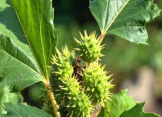 खरपतवार नहीं… औषधि कहिए इसे! 1, 2 या 3 नहीं, औषधीय गुणों का है भंडार, सेवन से होंगे चौंकाने वाले फायदे