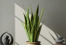 Snake Plant in home Vastu। वास्तु के अनुसार घर में कौन सा पौधा शुभ है