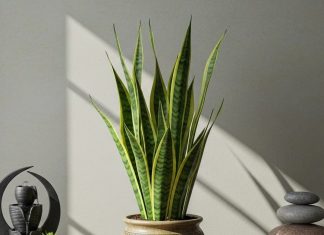 Snake Plant in home Vastu। वास्तु के अनुसार घर में कौन सा पौधा शुभ है