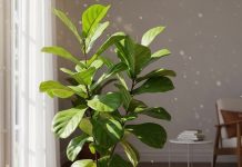 Vastu plants for home। पौधे ही बदल सकते हैं आपकी किस्मत!