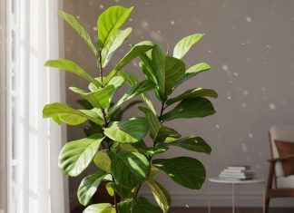 Vastu plants for home। पौधे ही बदल सकते हैं आपकी किस्मत!