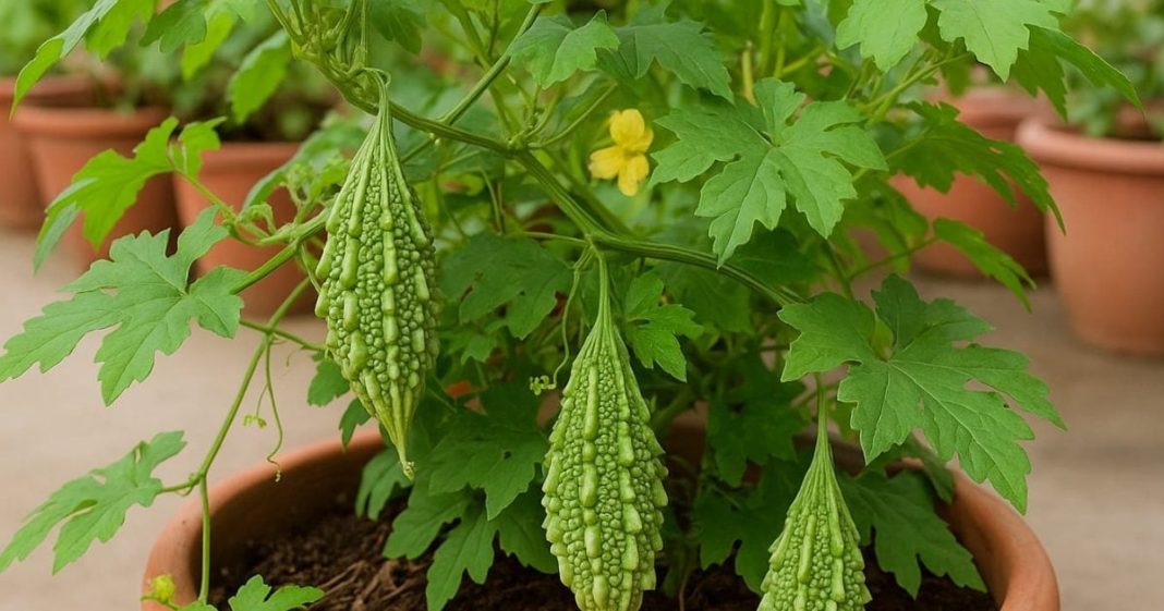 डायबिटीज से लेकर एनीमिया तक का देसी इलाज, करेले में नहीं, इसकी पत्तियों में है असली ताकत!