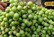 Lasoda (Gondi/Nisora) Health Benefits for BP & Diabetes, Plus Delicious Curry Recipe