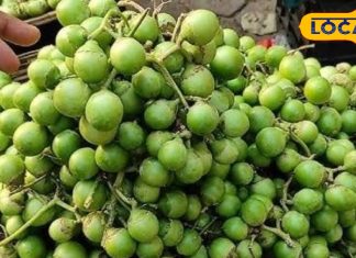 Lasoda (Gondi/Nisora) Health Benefits for BP & Diabetes, Plus Delicious Curry Recipe