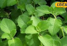 Karpoorvalli Health Benefits for Stomach and Cold.