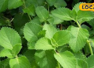 Karpoorvalli Health Benefits for Stomach and Cold.