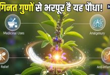ये पौधा है या फिर… मासिक धर्म से लेकर घाव को भरने में करता है मदद, जानिए इसके कई चमत्कारी गुण