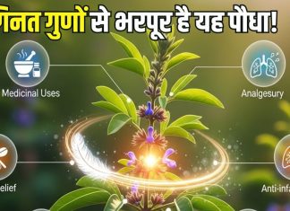 ये पौधा है या फिर… मासिक धर्म से लेकर घाव को भरने में करता है मदद, जानिए इसके कई चमत्कारी गुण