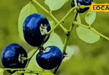 Neelbadi Fruit Benefits: Herbal Remedy for Skin & Diabetes.