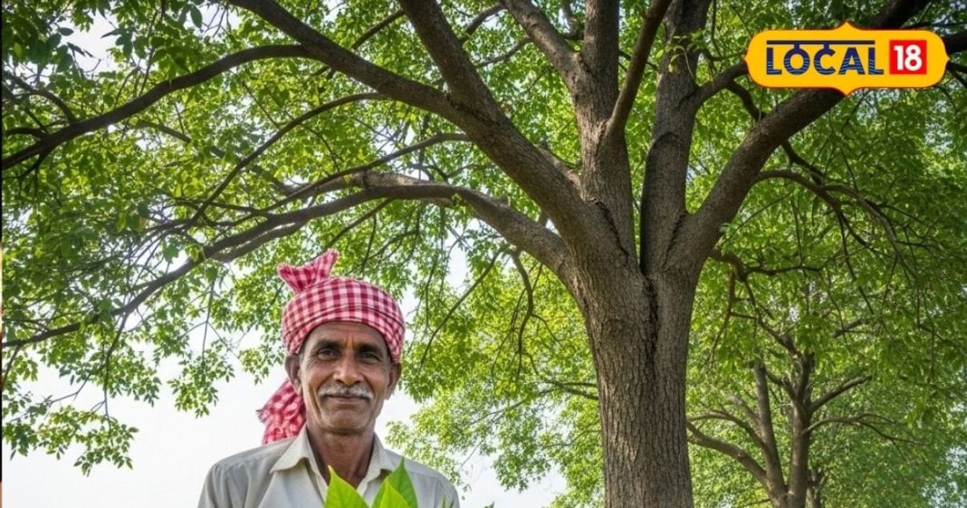 Agriculture: ये पेड़ है ‘हरा सोना’, किसानों की आय और लोगों की सेहत दोनों के लिए वरदान! जानिए इसके अद्भुत फायदे – Uttar Pradesh News