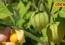 Rasbhari Benefits: Superfruit for Immunity and Diabetes