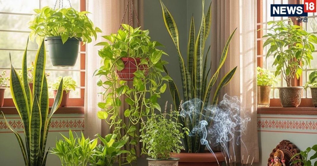 vastu tips for home plant three Plants Should Keep At