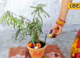 आंवला नवमी के दिन सही तरीके से करें ये खास उपाय, माता लक्ष्मी का मिलेगा विशेष आशीर्वाद, जानिए पूजा-दान का महत्व