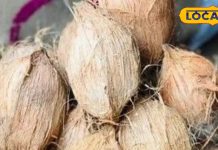 घर की इस दिशा में लगाएं नारियल का पौधा, मिलेगा धन, सुख और समृद्धि का आशीर्वाद, सेहत के लिए भी है वरदान