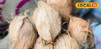 घर की इस दिशा में लगाएं नारियल का पौधा, मिलेगा धन, सुख और समृद्धि का आशीर्वाद, सेहत के लिए भी है वरदान