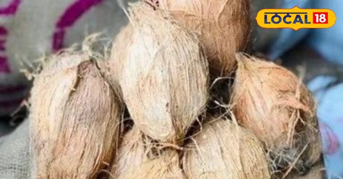 घर की इस दिशा में लगाएं नारियल का पौधा, मिलेगा