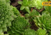 घर के वास्तु दोष को खत्म करता है यह पौधा, लगा लिया तो नकारात्मकता हो जाएगी खत्म, शांति और समृद्धि का होगा वास!