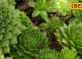 घर के वास्तु दोष को खत्म करता है यह पौधा, लगा लिया तो नकारात्मकता हो जाएगी खत्म, शांति और समृद्धि का होगा वास!