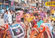 दिवाली के बाद इस दिन पशु मनाते हैं छुट्टी, होता है भव्य श्रृंगार, खाते हैं खुब सारे अच्छे पकवान