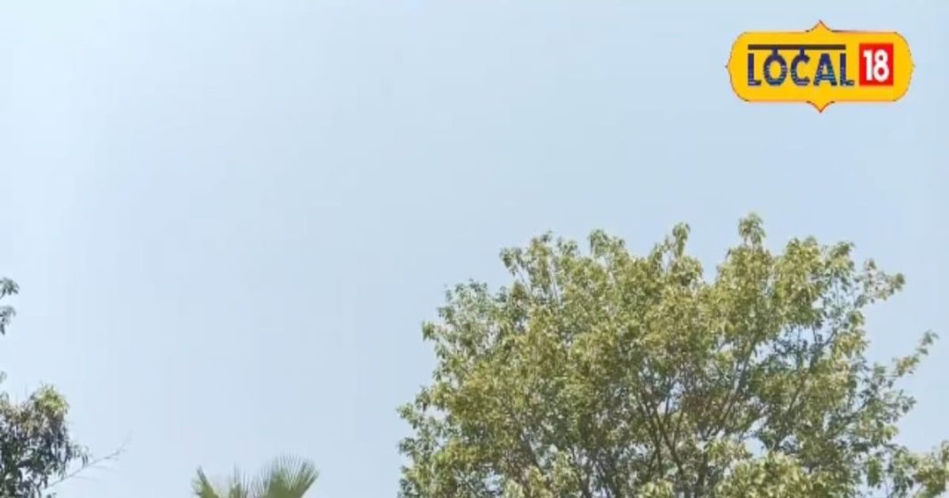 घर की शोभा बढ़ाने वाले पौधे, वास्तु और ज्योतिष के