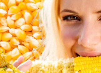 Health Care Tips : पाचन समेत इन 4 बीमारियों में नहीं खाना चाहिए मक्का, वरना सेहत को हो सकता है गंभीर नुकसान!