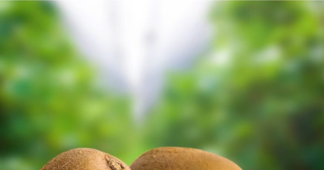 Health Care Tips : सर्दियों में इन लोगों को बिल्कुल भी नहीं खाना चाहिए कीवी, वरना स्वास्थ्य को हो सकता है भारी नुकसान!