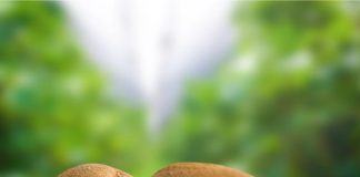 Health Care Tips : सर्दियों में इन लोगों को बिल्कुल भी नहीं खाना चाहिए कीवी, वरना स्वास्थ्य को हो सकता है भारी नुकसान!