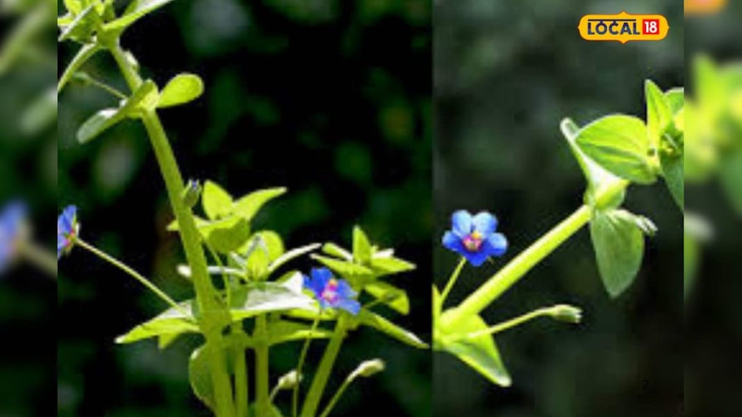 खरपतवार नहीं संजीवनी है ये पौधा… सूजन, बुखार, त्वचा, बालों की समस्या में लाभकारी; जानें कैसे करें इस्तेमाल