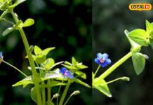 खरपतवार नहीं संजीवनी है ये पौधा… सूजन, बुखार, त्वचा, बालों की समस्या में लाभकारी; जानें कैसे करें इस्तेमाल