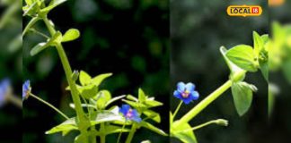 खरपतवार नहीं संजीवनी है ये पौधा… सूजन, बुखार, त्वचा, बालों की समस्या में लाभकारी; जानें कैसे करें इस्तेमाल