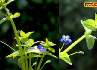 खरपतवार नहीं संजीवनी है ये पौधा… सूजन, बुखार, त्वचा, बालों की समस्या में लाभकारी; जानें कैसे करें इस्तेमाल